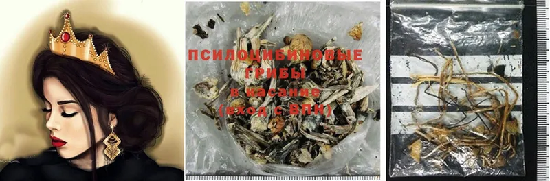 Псилоцибиновые грибы Psilocybe  где можно купить   Волжск 